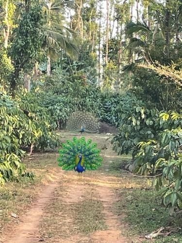 New Organic Home Stay