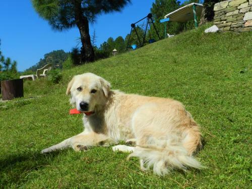 Happy Dervish Homestay