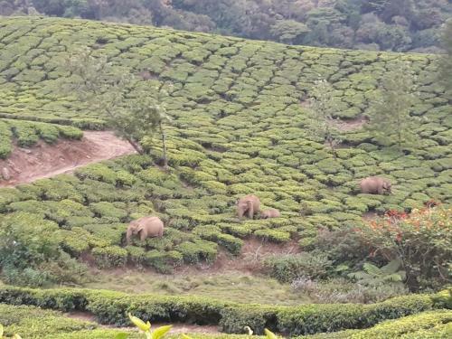 Rosegardens Eco Friendly Homestay,munnar