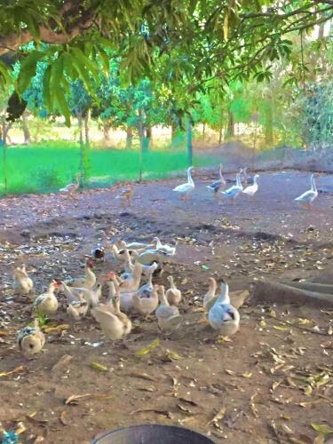 Agroturismo The Family Farm Stay
