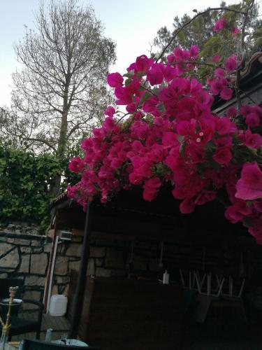Bed & Breakfast Adalis Butik Hotel