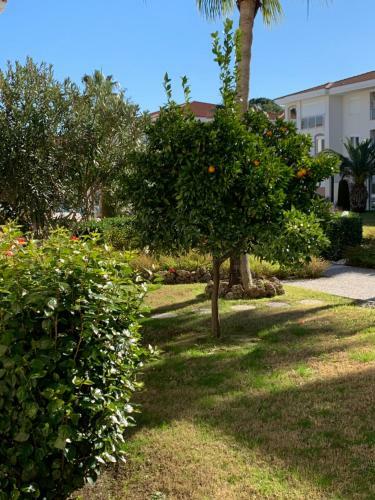Apartamento Four Seasons. Ilicia. Side