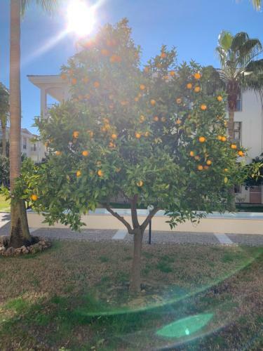 Apartamento Four Seasons. Ilicia. Side