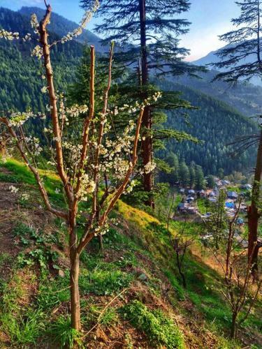 Rustling Pines Cottage Manali