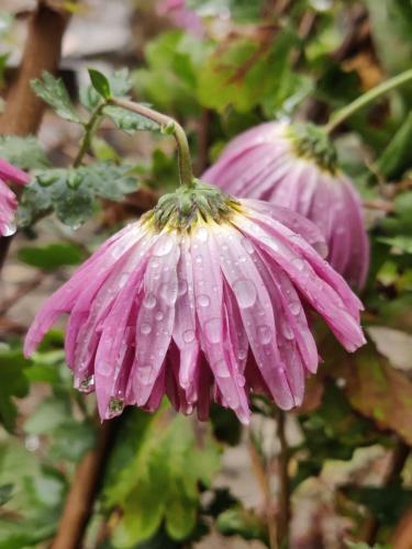 Shaktivilla
