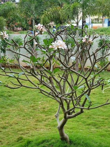 Apartamento Rent On Comfort - Mysore 3bhk Flat