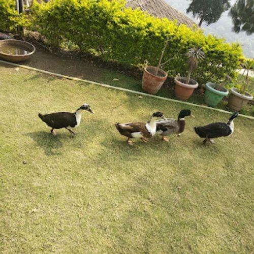 Hotel Luxus Nainital Adventure Park & Resort