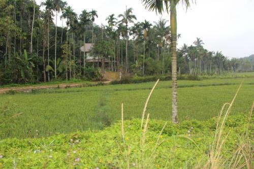 Wayal Wayanad Twin Villa