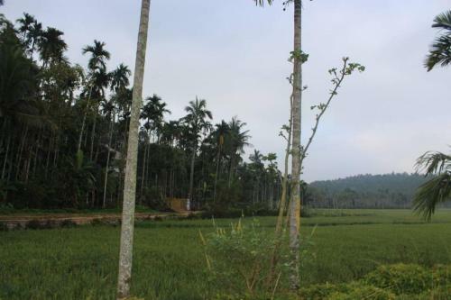 Wayal Wayanad Honey Moon Villa
