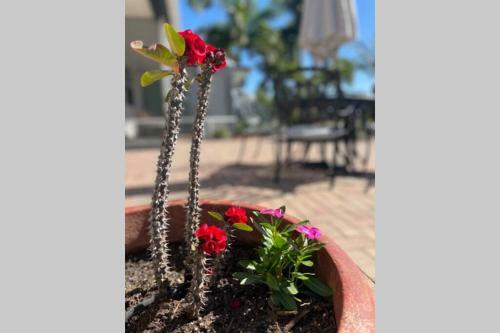 Mod Agave-close To The Beach/heated Pool-serenity