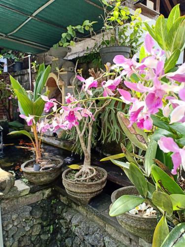 Hostal Degeg Ubud Homestay