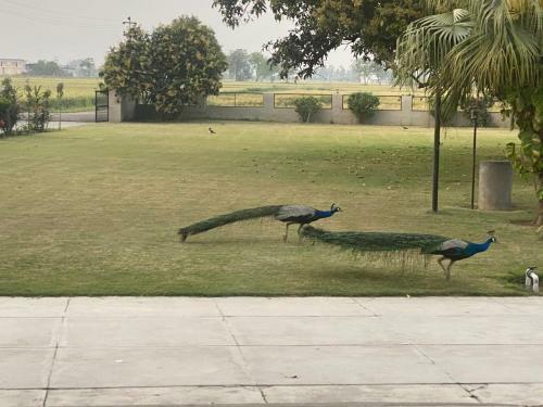 Agroturismo Mango Grove Farm