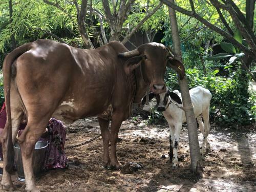 Villa Pushkar Organic - Luxury Farm Resort