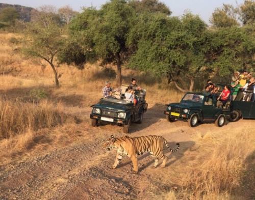 Agroturismo The Jungle Camp - Wildlife Resort