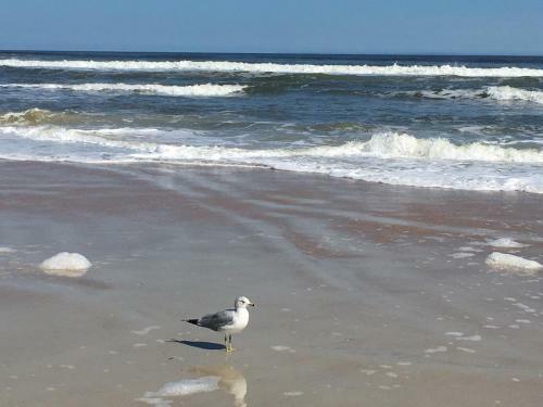 Apartamento Ocean Life Beach Condo - Only Steps To The Beach