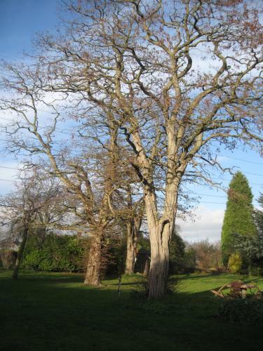Woodshoot B&B