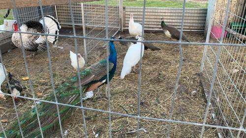 Mariam Farm Stay