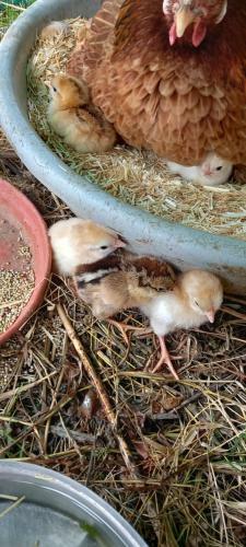 Agroturismo Tranquility Farm Stay