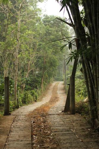 Hotel Bamboo Valley Resort