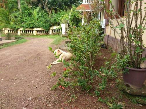 Bed & Breakfast Transkeralabnb Annexe Varkala
