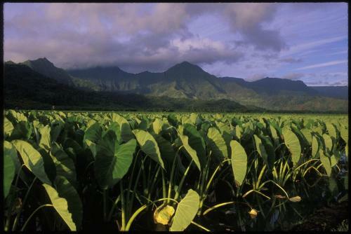 Hanalei Dream Home