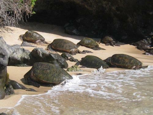 Turtle Cove Home