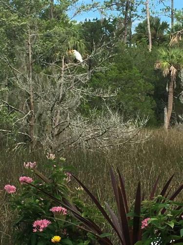 Apartamento Tranquil Marsh Setting Minutes To Savannah & Tybee