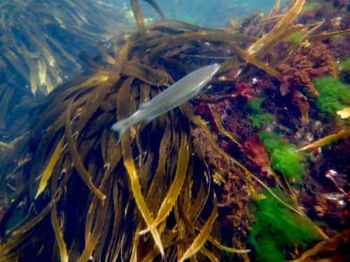 Apartamentos Beachside Taroona With Spa