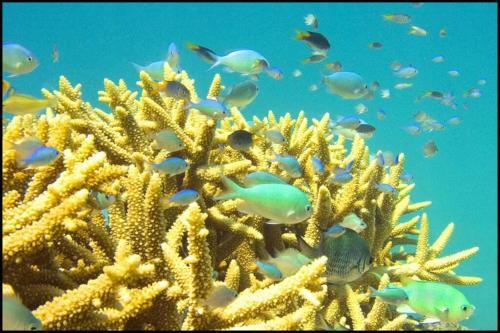 Apartamento Birdsong Ridge - Where Nature Meets The Ocean.