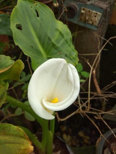 Villa Chaitanya Holiday Home