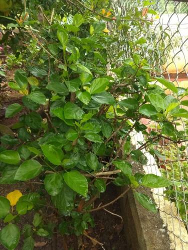 Villa Chaitanya Holiday Home