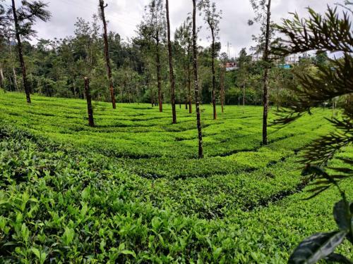 Villa Zalo Wayanad