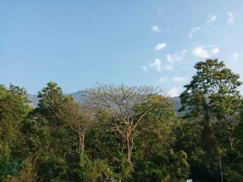 Wayanad Snow Vibes