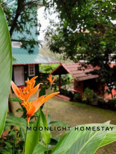 Moonlight Homestay