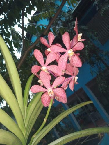 Bed & Breakfast Gongini Guest House