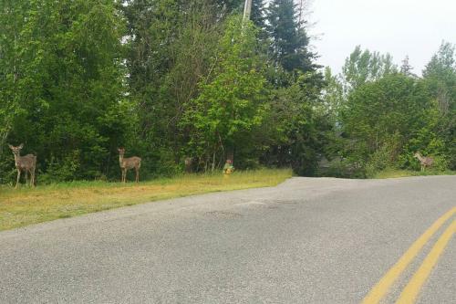 Hayden Lake Views - Sleeps 6