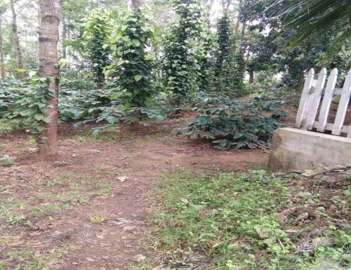 Tripthrill Tottilu Homestay