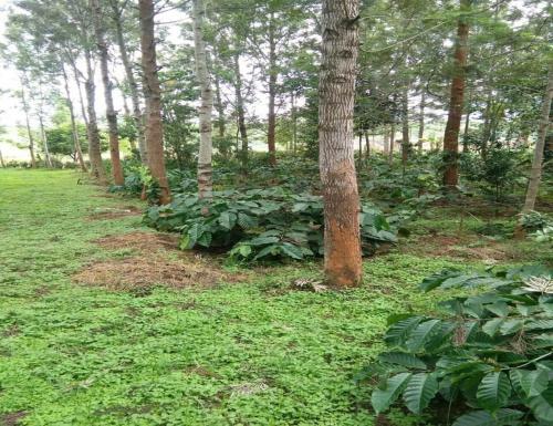 Tripthrill Tottilu Homestay