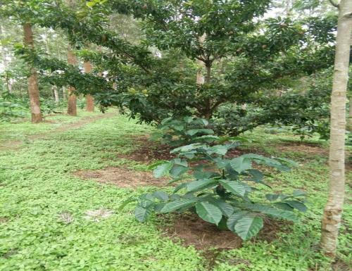 Tripthrill Tottilu Homestay