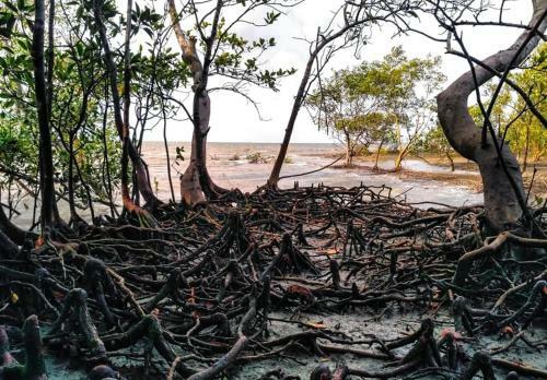 The Earthen Retreat Sundarbans