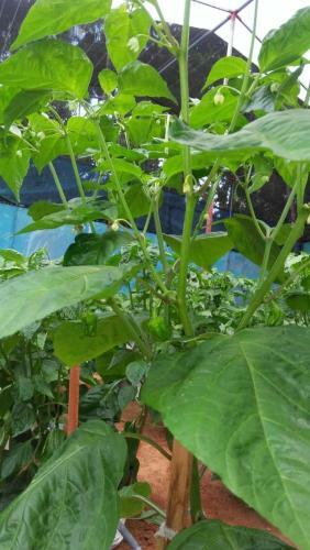 Hostal Green Spice Garden