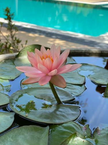 Bed & Breakfast Sapphire Garden Hotel