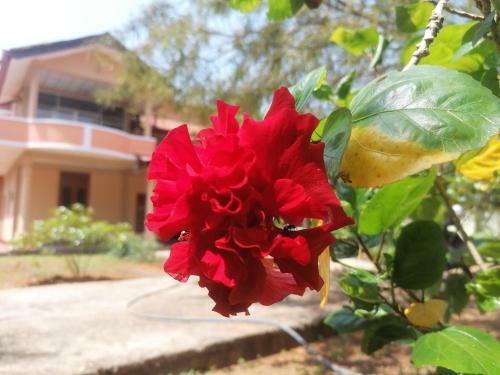 Hostal Ashoka Villa