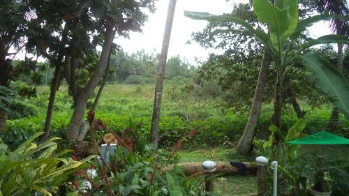 Hikka Bird Hostel