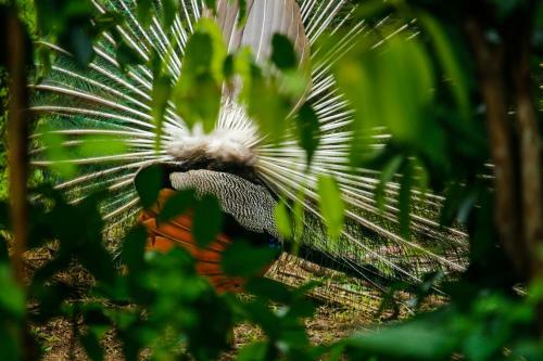 Villa Peacock Heaven