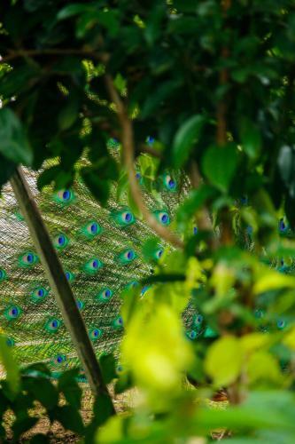 Villa Peacock Heaven