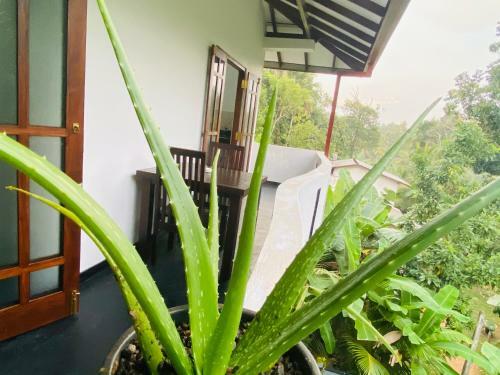 Hostal Sun White Villa