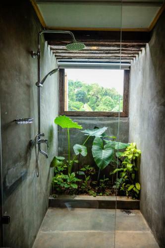 Albergue Banana Bunks