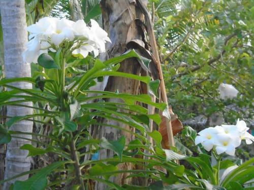Apartamento Tropical Dream