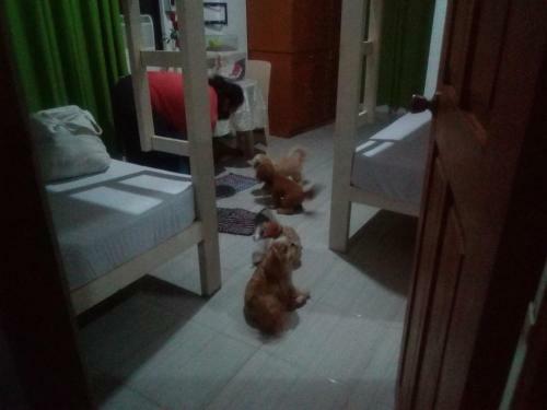 Hostal Ellens Homestay